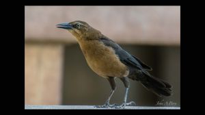 Great-tailed Grackle-female